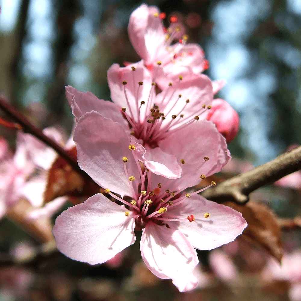 Prunus cerasifera 'Pissardii Nigra' - Hurmeluumu