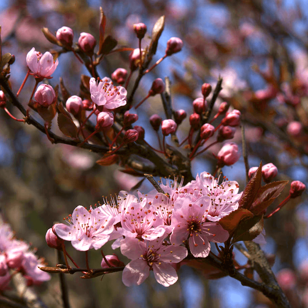 Prunus cerasifera 'Pissardii Nigra' - Hurmeluumu