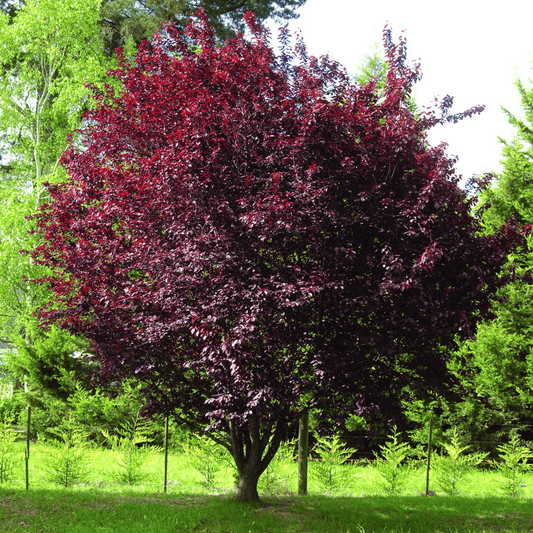 Prunus cerasifera 'Pissardii Nigra' - Hurmeluumu