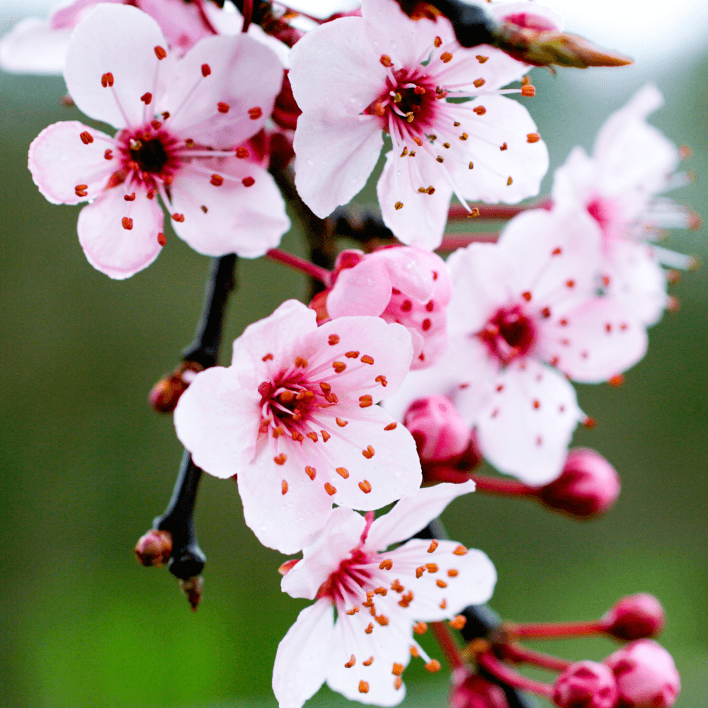 Prunus cerasifera 'Pissardii Nigra' - Hurmeluumu