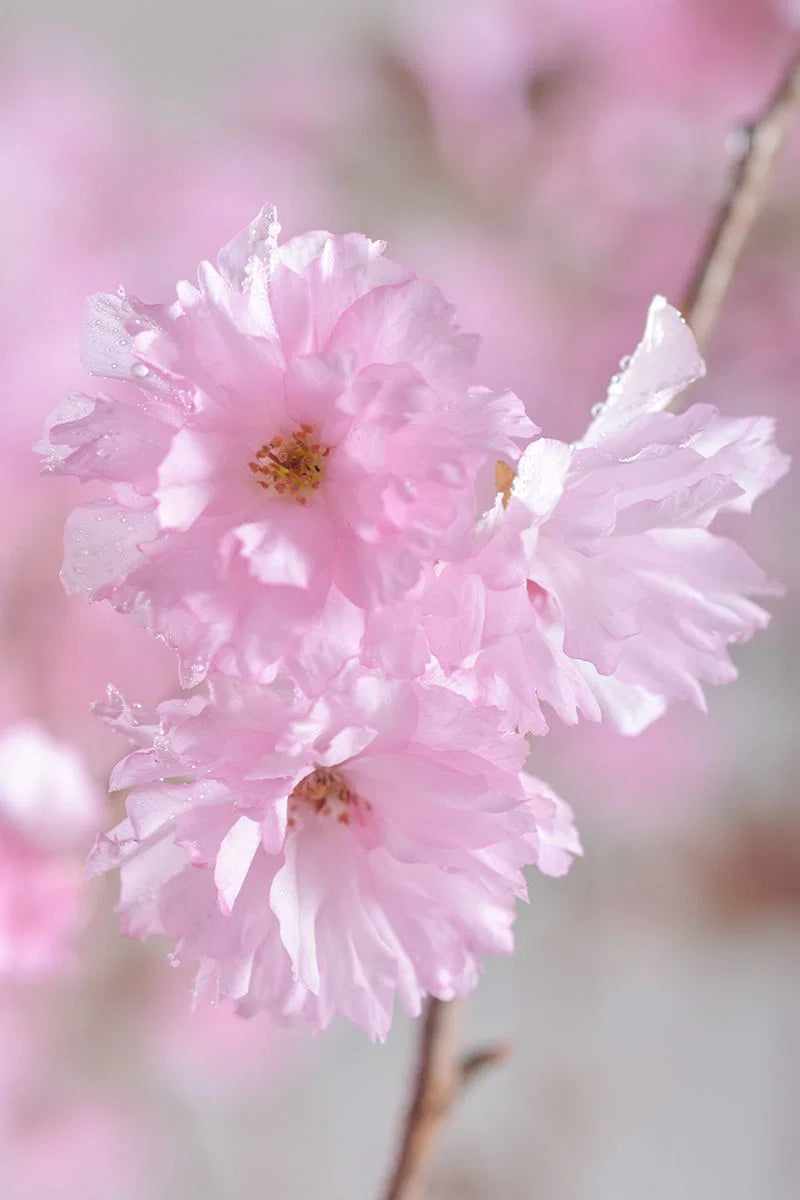 Prunus serrulata 'Royal Burgundy' - Japaninkirsikka