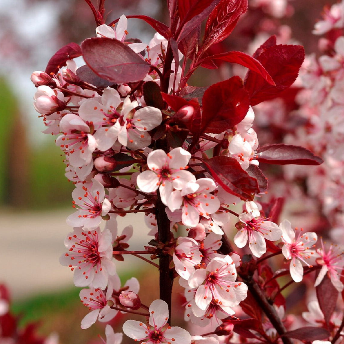 Prunus Cistena - Mustaluumu