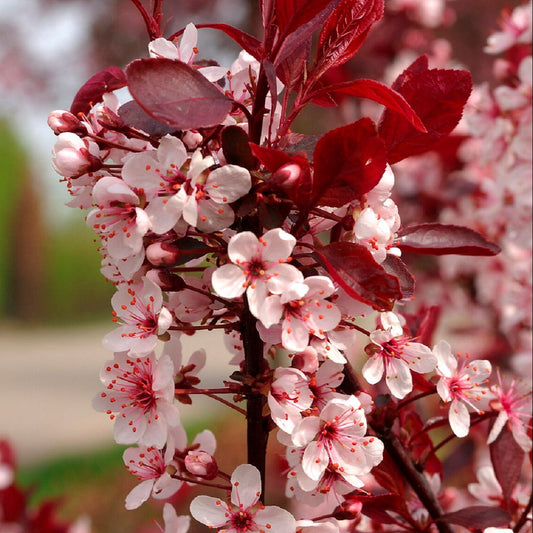 Prunus Cistena - Mustaluumu