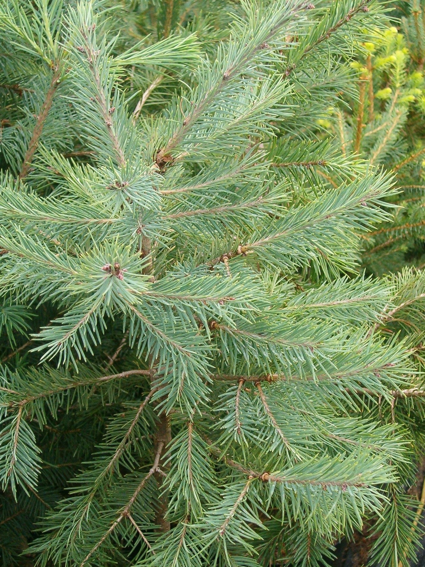 Pseudotsuga menziesii - Douglas fir, blue variety 