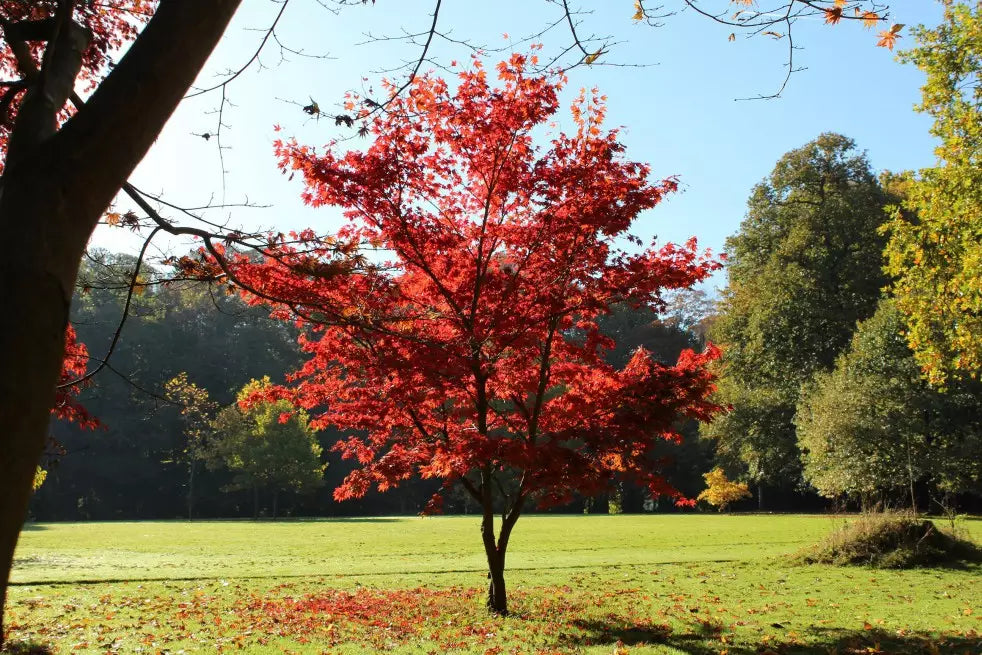 Acer Palmatum 'Atropurpureum' - Japaninverivaahtera