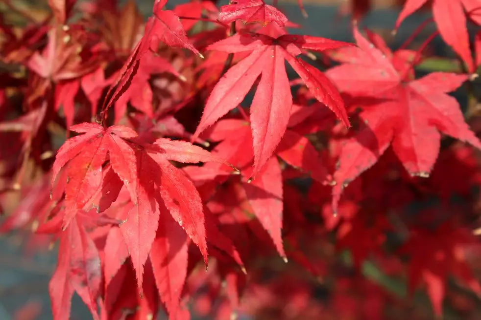 Acer Palmatum 'Atropurpureum' - Japaninverivaahtera