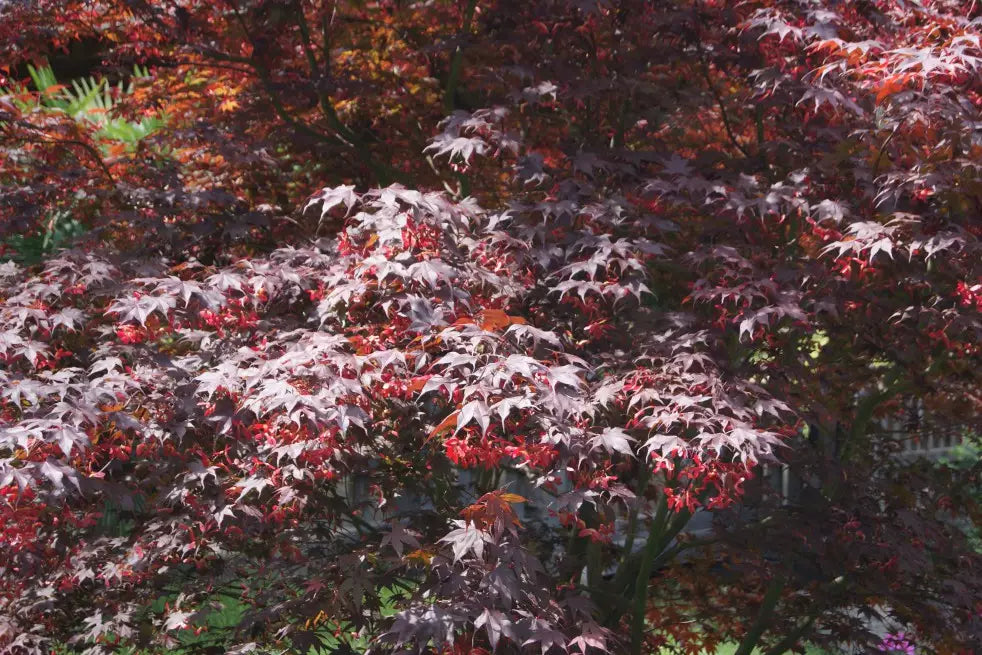 Japansk lönn Acer Palmatum "Phoenix"