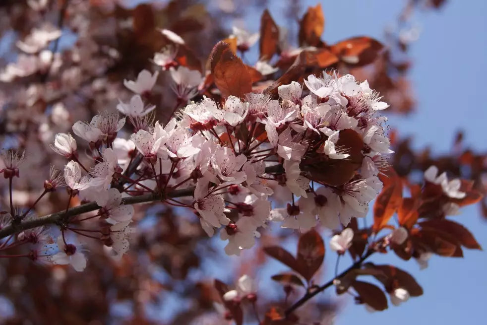 Prunus cerasifera 'Pissardii Nigra' - Hurmeluumu