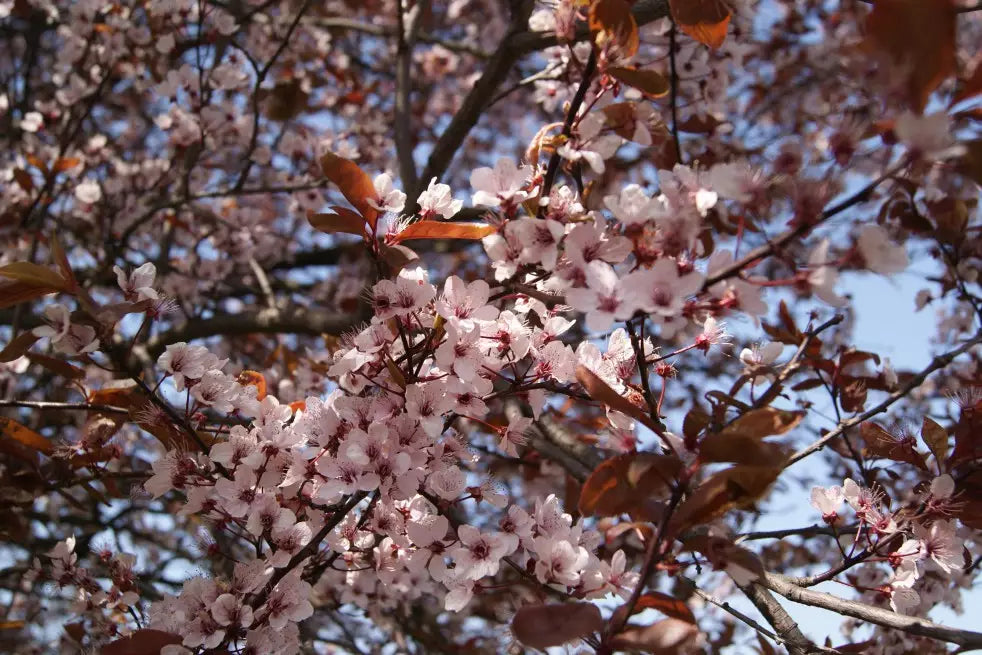 Prunus cerasifera 'Pissardii Nigra' - Hurmeluumu