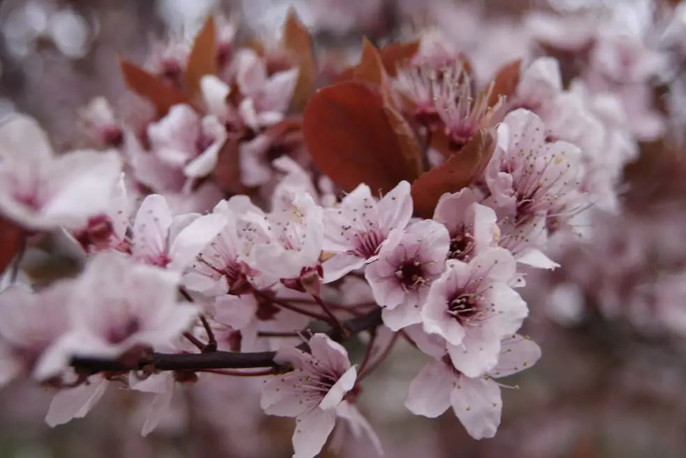 Prunus cerasifera 'Pissardii Nigra' - Hurmeluumu