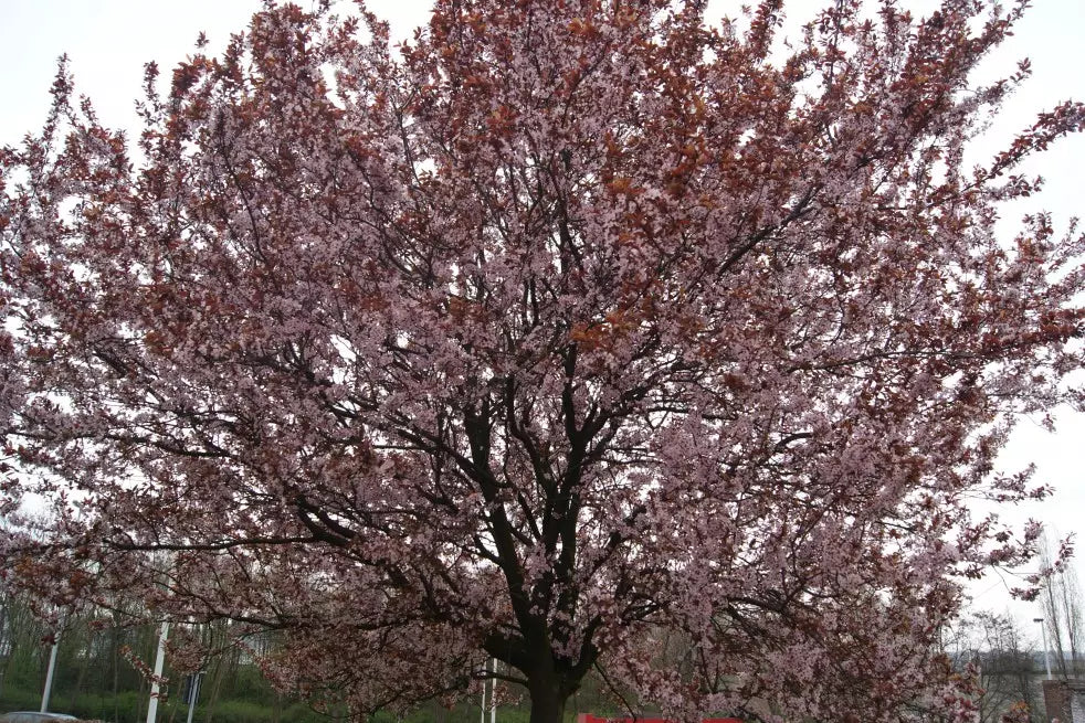 Prunus cerasifera 'Pissardii Nigra' - Hurmeluumu