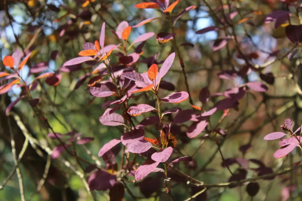 Cotinus Coggygria 'Royal Purple' - Punaperuukkipensas