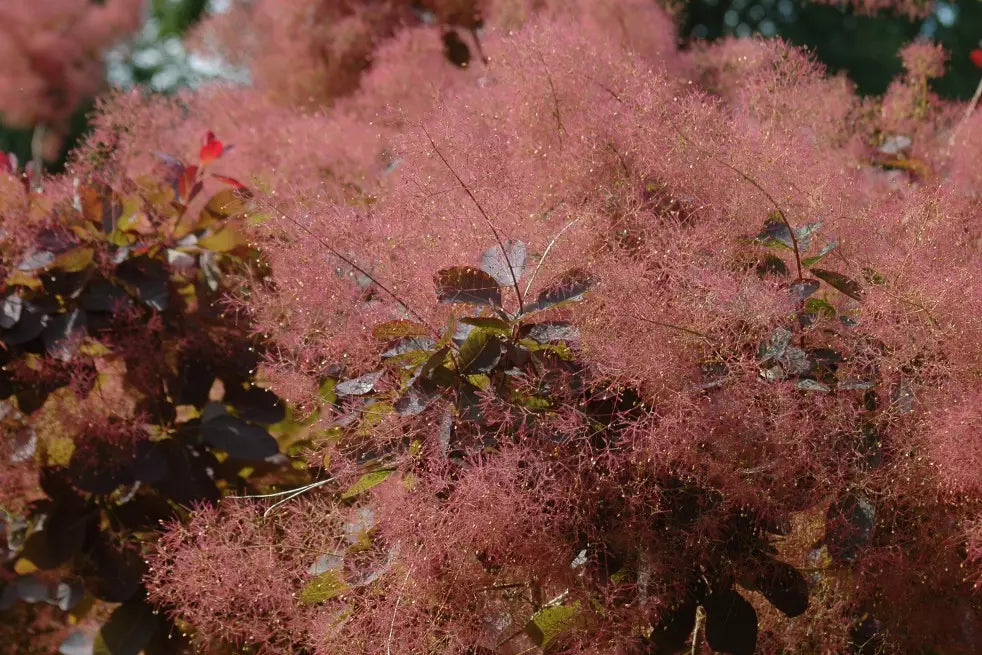 Cotinus Coggygria 'Royal Purple' - Punaperuukkipensas