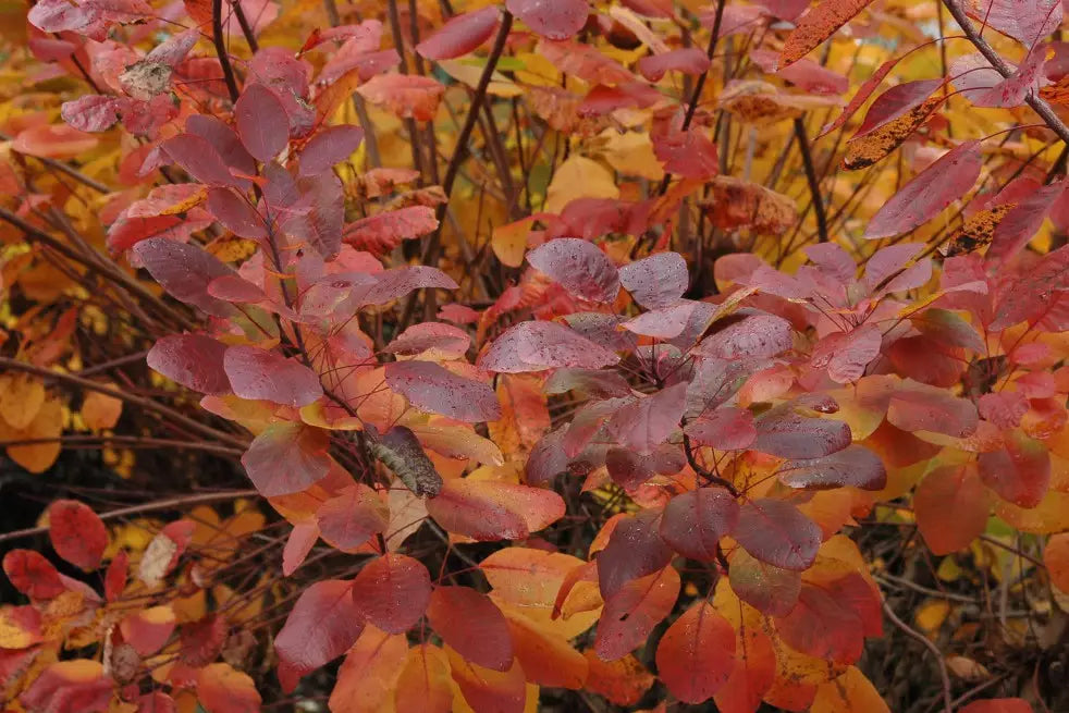 Cotinus Coggygria 'Royal Purple' - Punaperuukkipensas