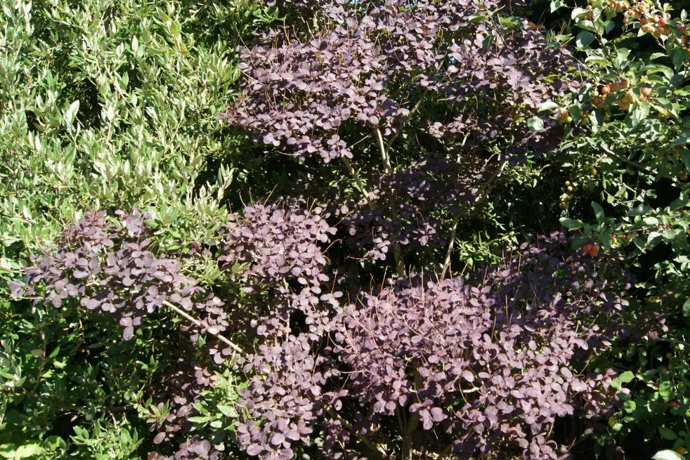 Cotinus Coggygria 'Royal Purple' - Punaperuukkipensas