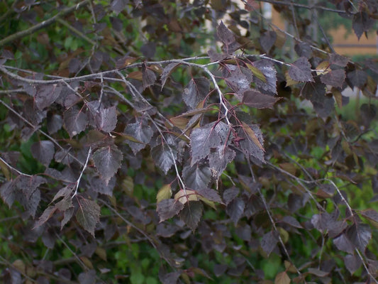 Betula Pendula 'Royal Frost' - Red-leaved form of Purple Birch / Iron Birch 
