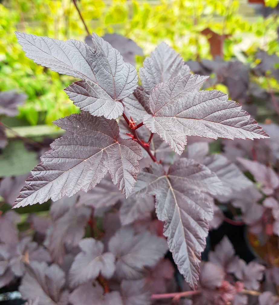 Physocarpus opulifolius 'Red Baron' - Purppuraheisiangervo