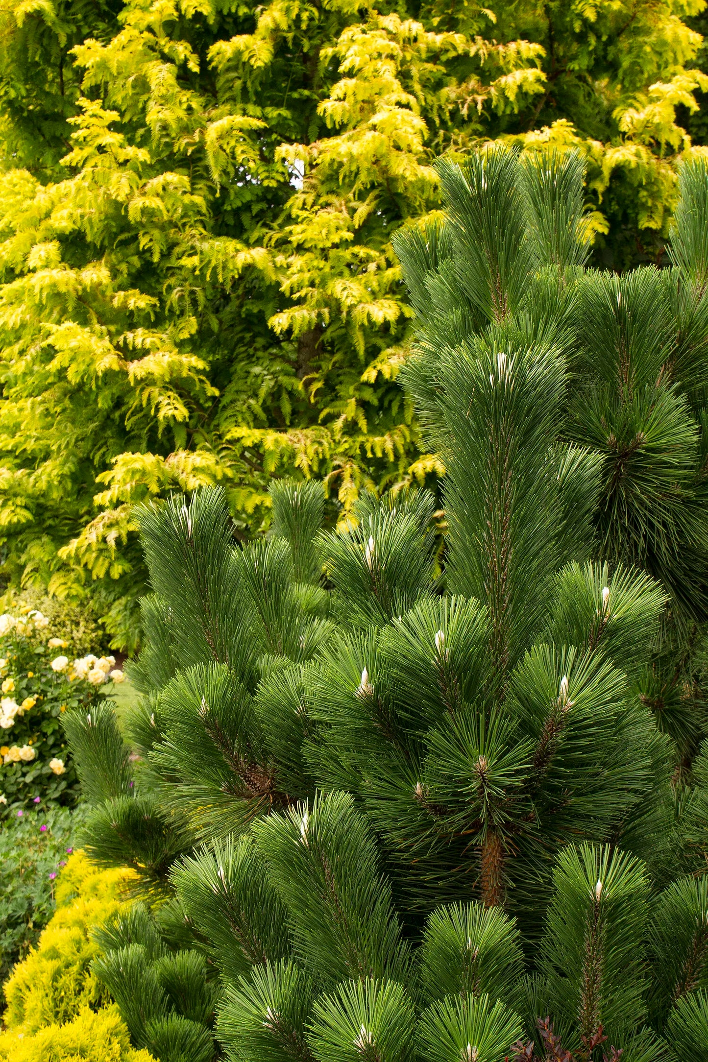 Pinus thunbergii 'Thunderhead' - Japaninmustamänty