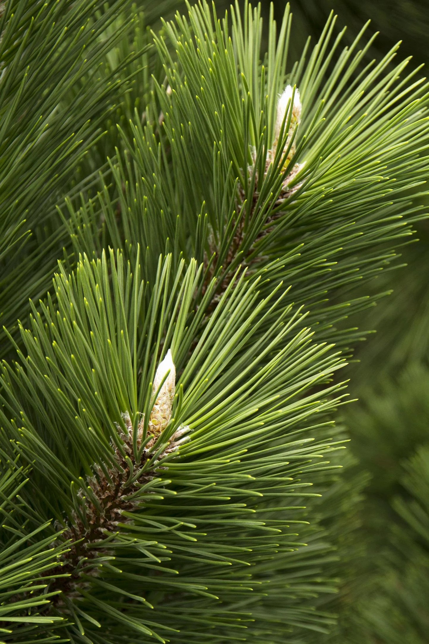 Pinus thunbergii 'Thunderhead' - Japaninmustamänty