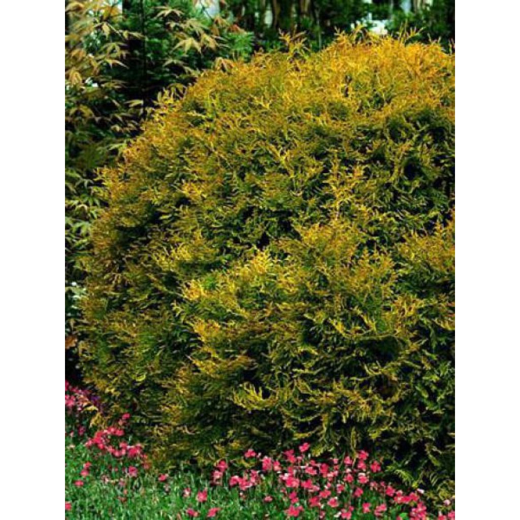 Thuja occidentalis ’Rheingold’ - Kultatuija
