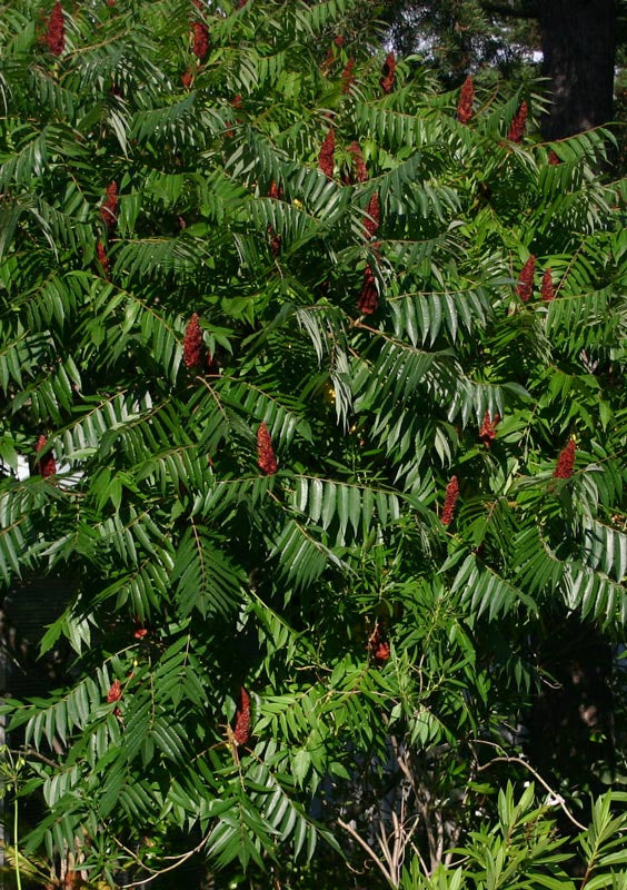 Rhus typhina - Samettisumakki