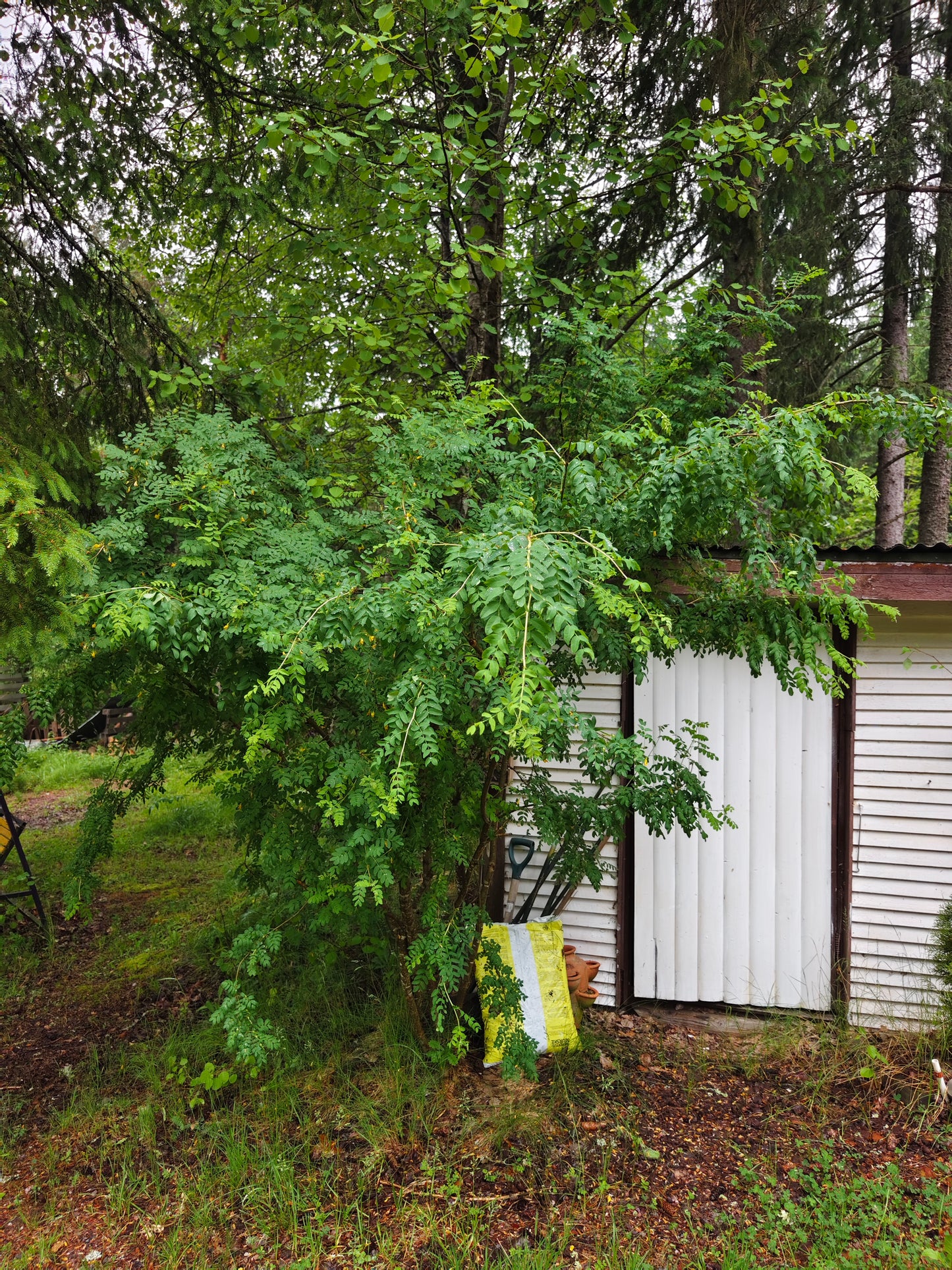 Caragana arborescens - Siperianhernepensas