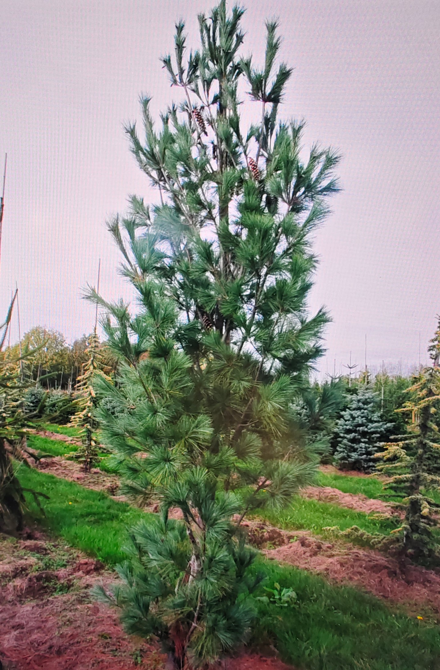 Pinus Strobus "Fastigiata" - Strobus pine 