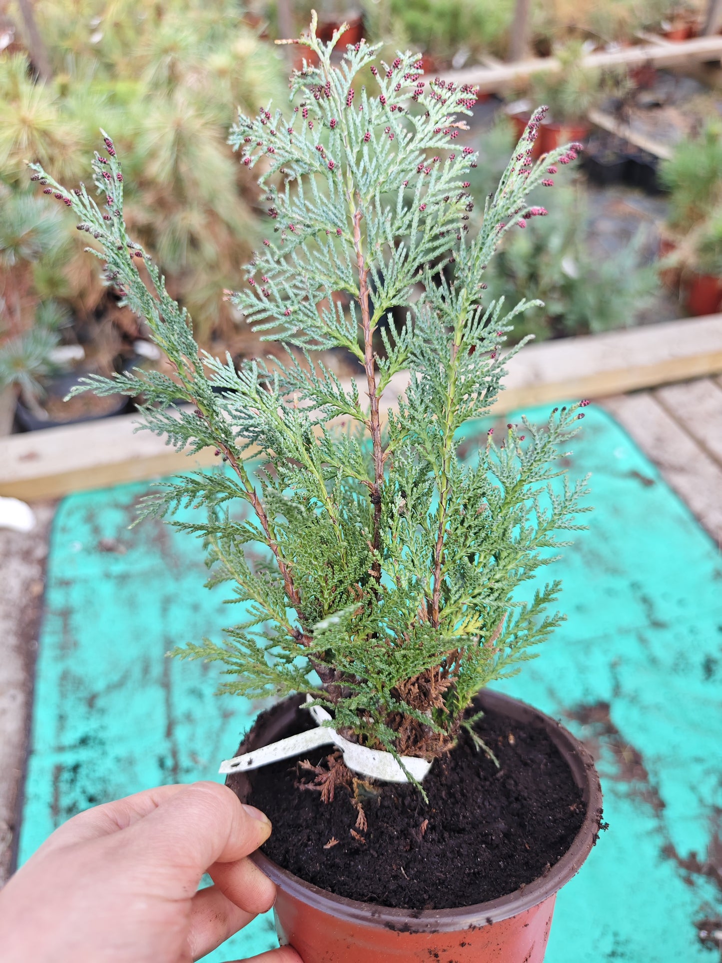 Chamaecyparis lawsoniana 'Columnaris' - Lawson's Cypress / False Cypress 