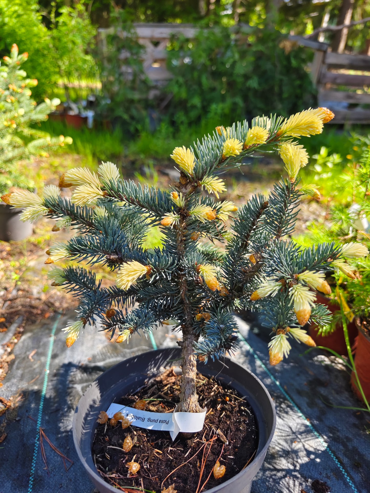 Picea pungens 'Bialobok' - Sinikuusi