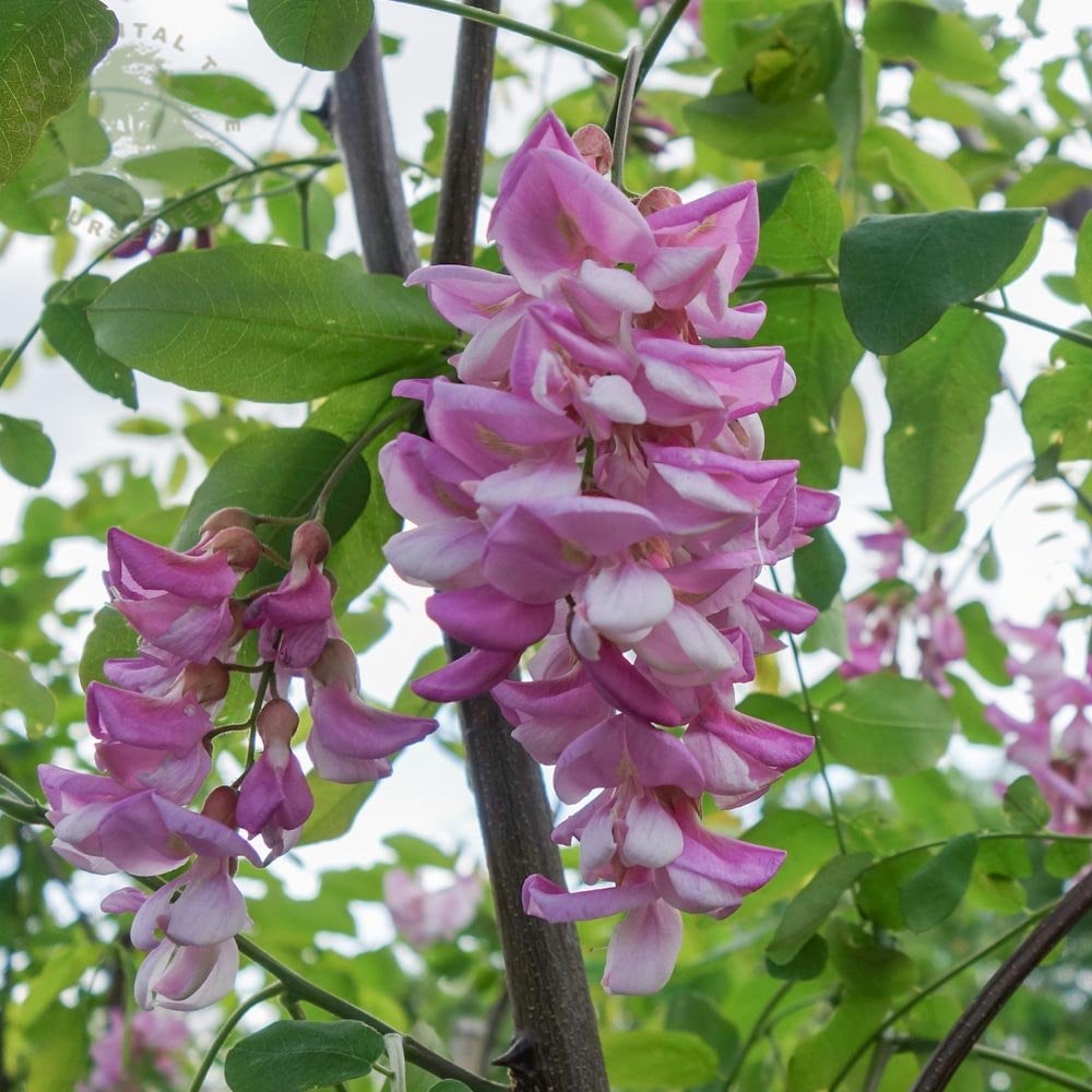 Robinia pseudoacacia - Valeakaasia