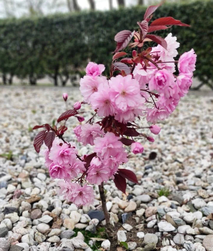 Prunus serrulata 'Royal Burgundy' - Japaninkirsikka