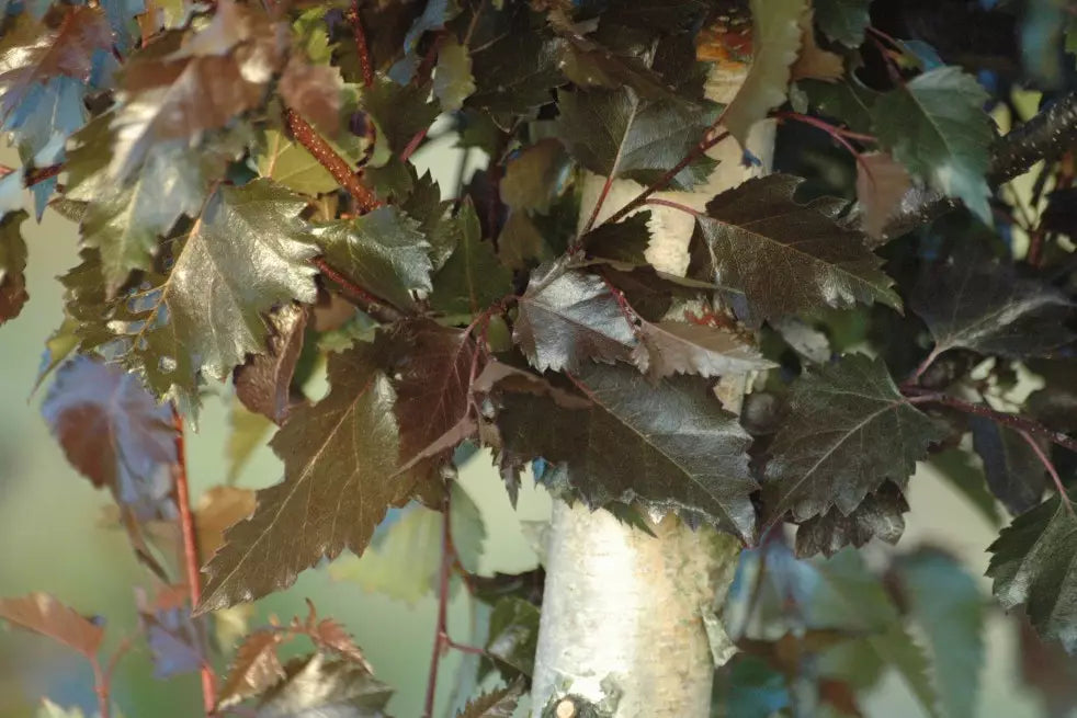 Betula Pendula 'Royal Frost' - Red-leaved form of Purple Birch / Iron Birch 