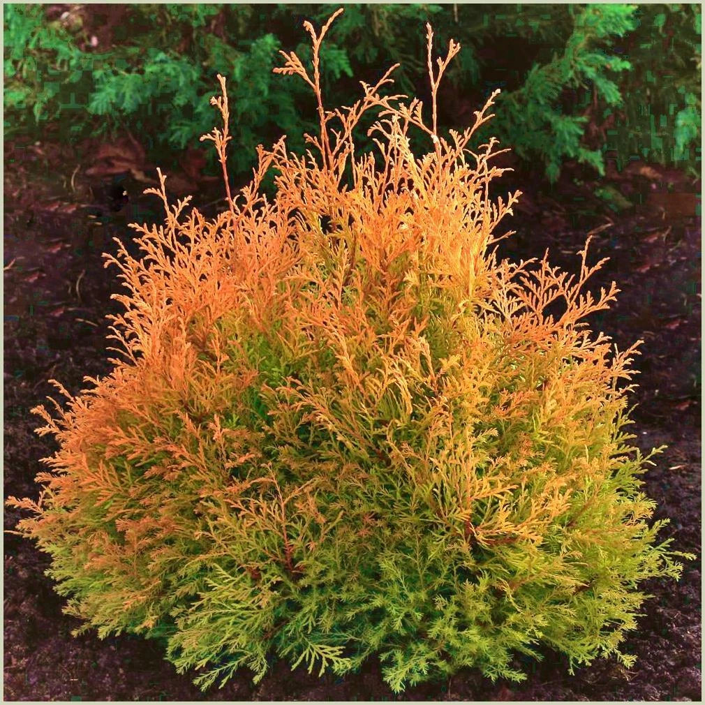 Thuja occidentalis ’Rheingold’ - Kultatuija
