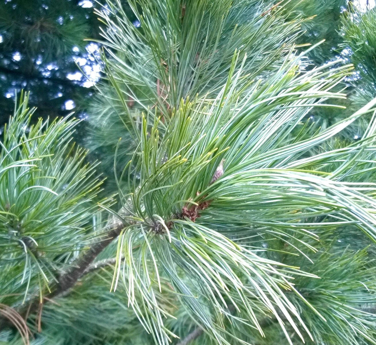 Pinus cembra 'Sartori' - Kääpiösembramänty