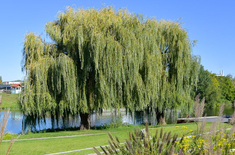 Salix alba 'Tristis' - Riippakeltasalava