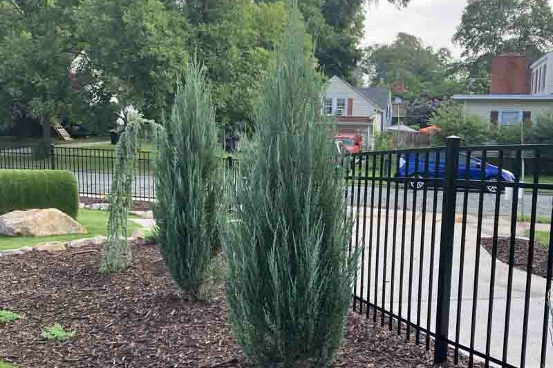 Juniperus Scopulorum "Blue Arrow" - Blue Arrow Juniper / Rocky Mountain Juniper 