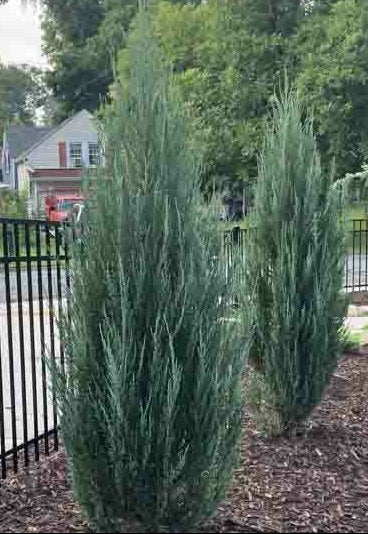 Juniperus Scopulorum "Blue Arrow" - Blue Arrow Juniper / Rocky Mountain Juniper 