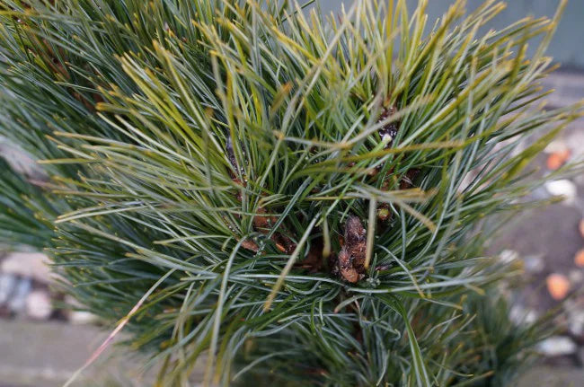Pinus cembra subsp. sibirica (Pinus sibirica) – Sibirisk cembratall