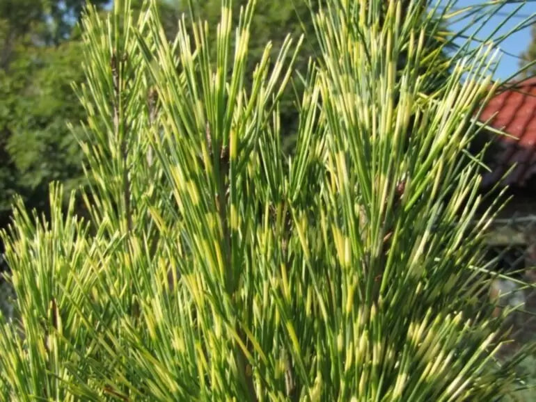 Pinus densiflora (sylvestris) 'Oculus Draconis' - Japaninpunamänty