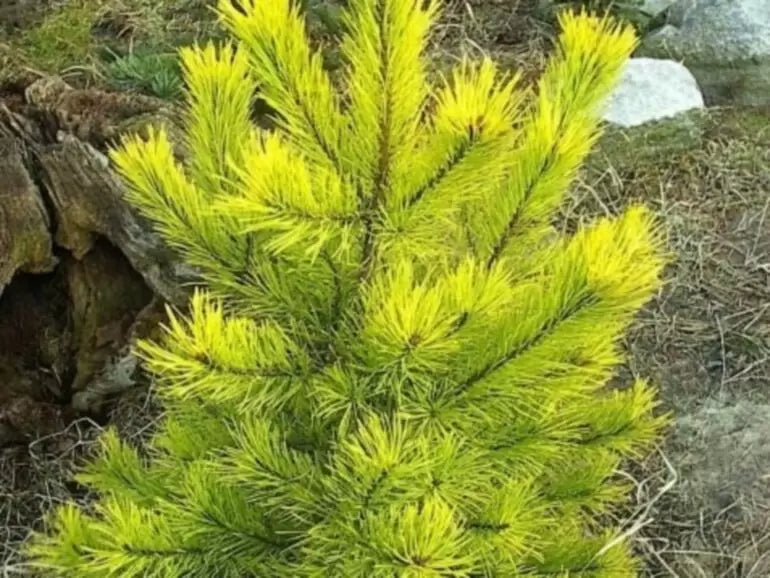 Pinus sylvestris "Aurea" - Mänty