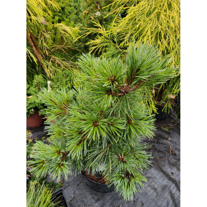 Pinus strobus "Blue Shag" - Strobusmänty