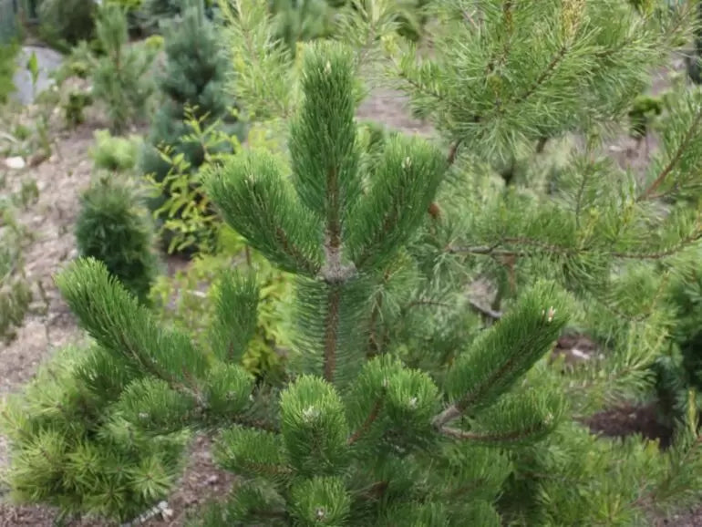 Pinus nigra 'Oregon Green' - Mustamänty