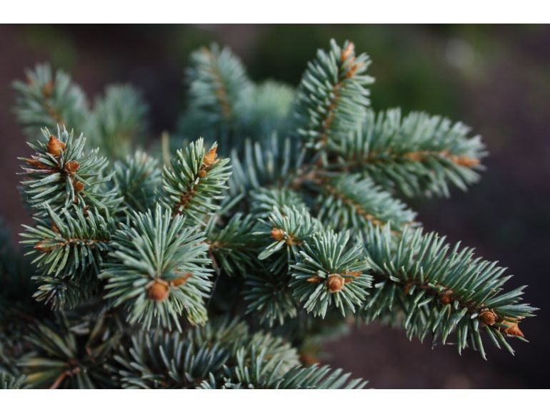 Picea pungens 'Glauca Globosa' Pa 60 - Dwarf blue spruce (silver) 