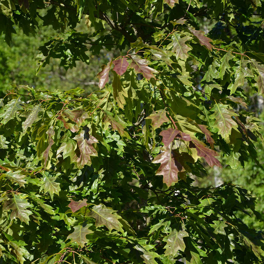 Quercus rubra - Punatammi