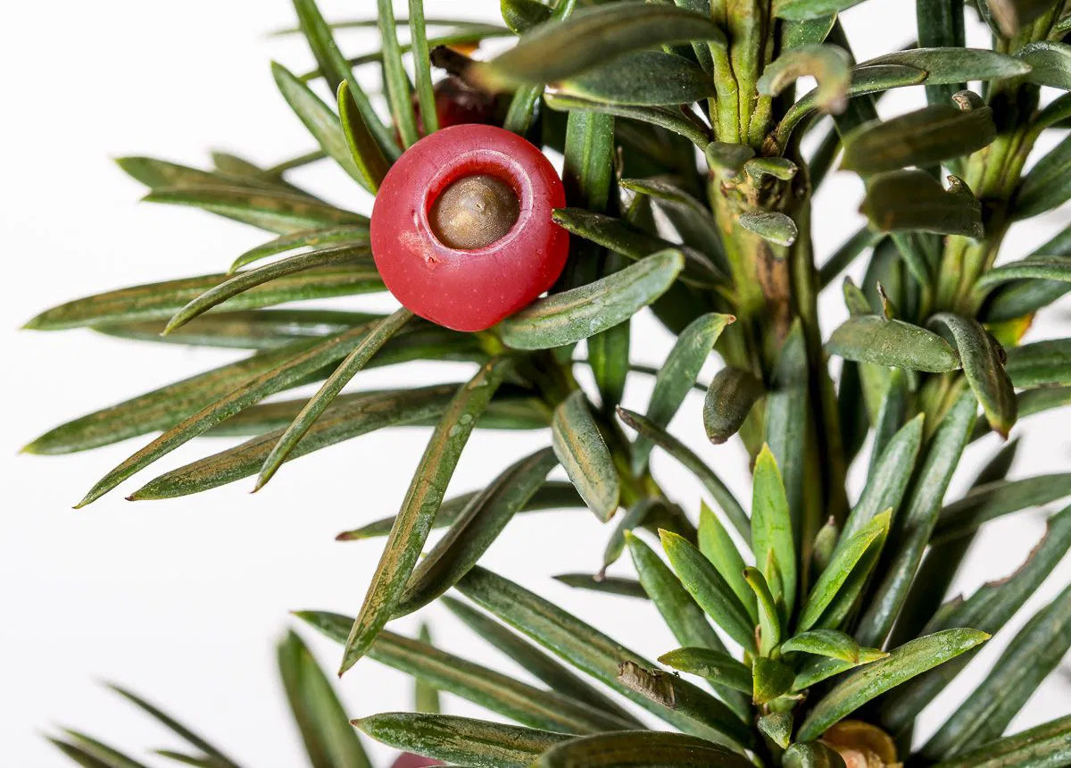 Taxus baccata ’Fastigiata Robusta’ - Pylväsmarjakuusi