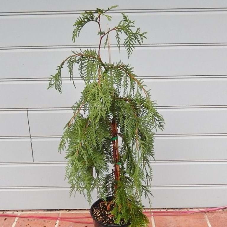 Thuja occidentalis 'Pendula' - Hängtuja
