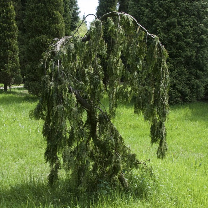 Thuja occidentalis 'Pendula' - Hängtuja
