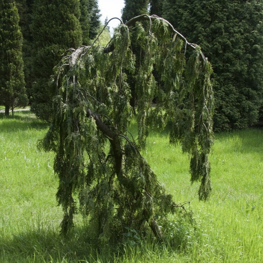 Thuja occidentalis 'Pendula' - Hängtuja