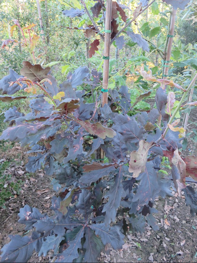 Quercus robur 'Timuki' - Tammi (Puna/purppura)