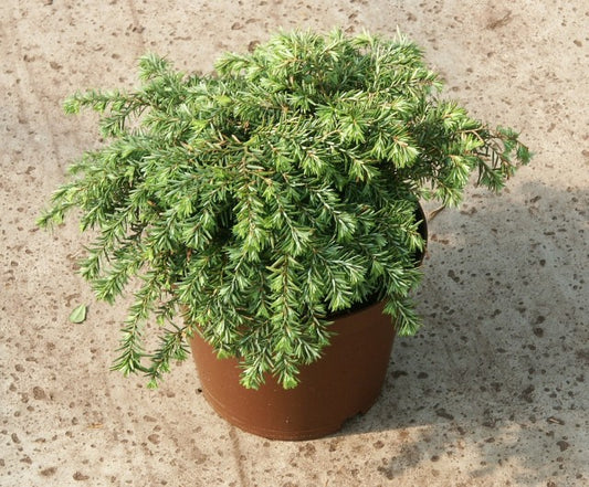 Tsuga canadensis 'Jeddeloh' - Pikkukanadanhemlokki